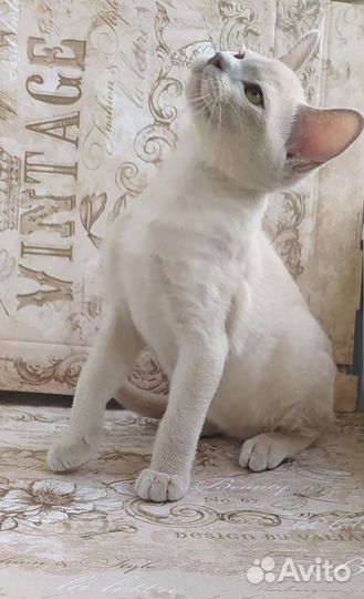 Бурманские котята