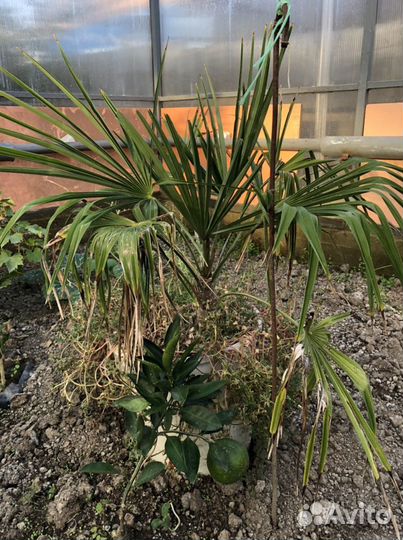 Пальма веерная/ Вашингтония/ Листовина