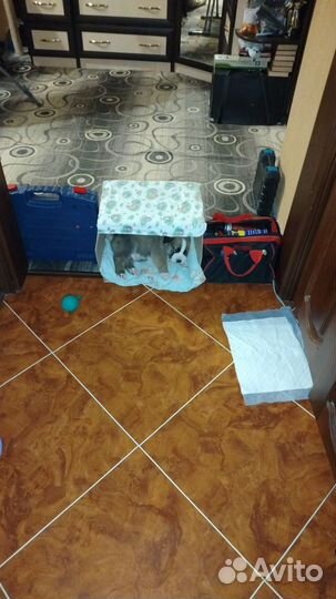 Щенок Алабай