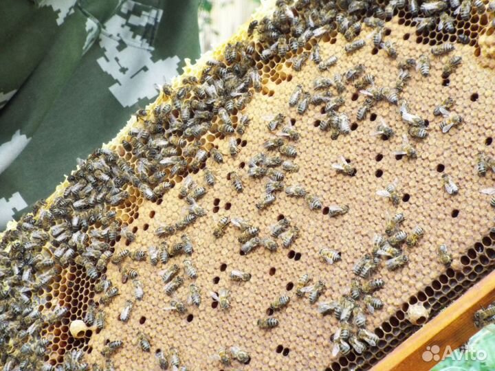 Пчелосемьи на высадку