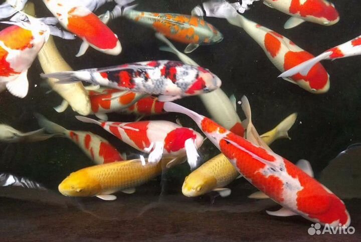 Корма для карпов, кои