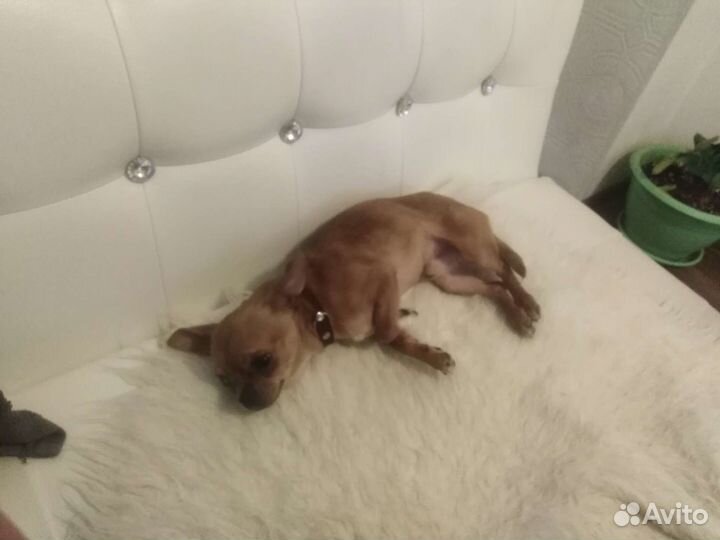 Вязка той терьер микро 1.5