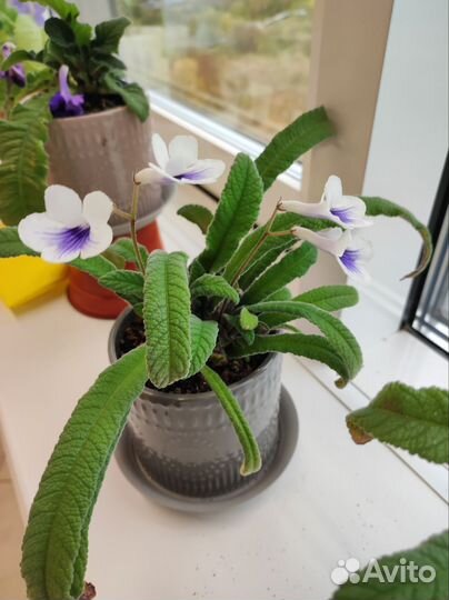 Стрептокарпус