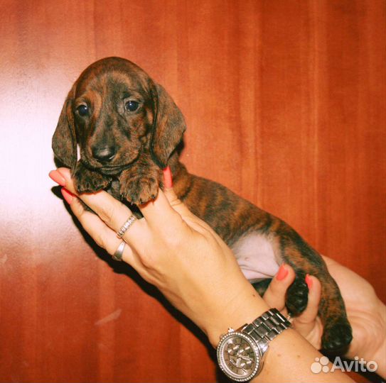 Щенки таксы стандартной