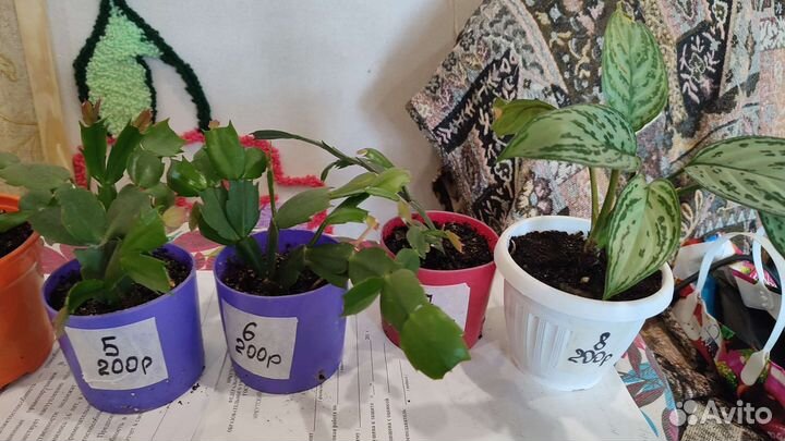 Растения для флорариума