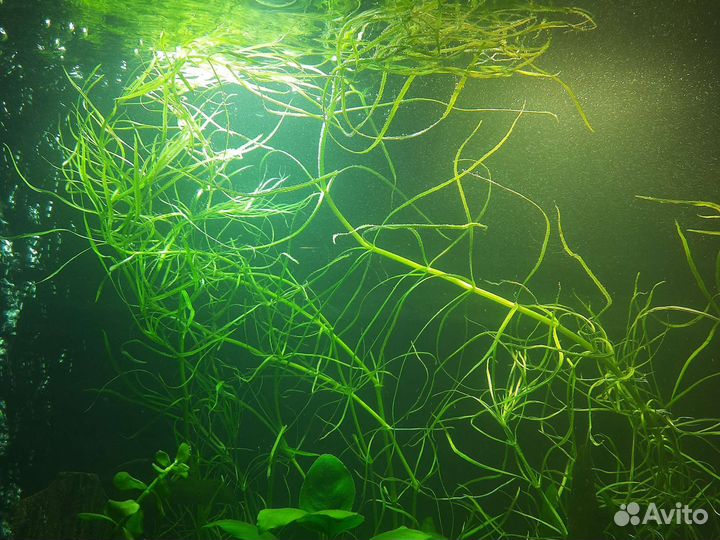 Для аквариума