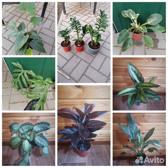 Комнатные цветы