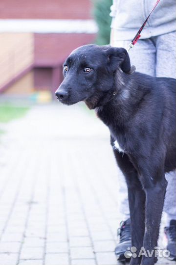 Собака бесплатно