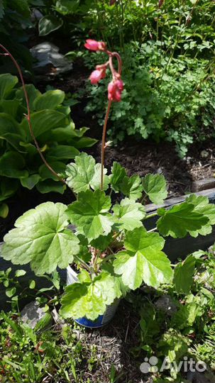 Тиарелла, гейхера, астильба, астранция