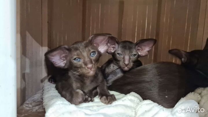 Шикарные экстрим кошечки и котики с документами