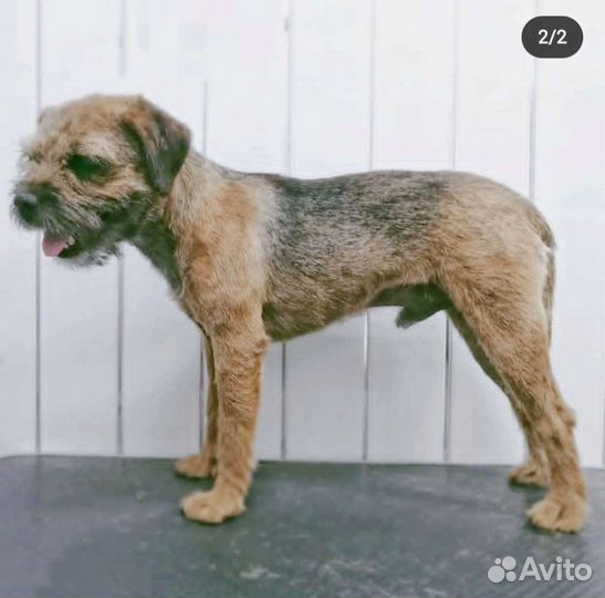 Тримминг, Экспресс линька, Вычес