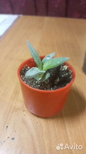 Крассулы, коллизии, сенецио дельфинчики и др