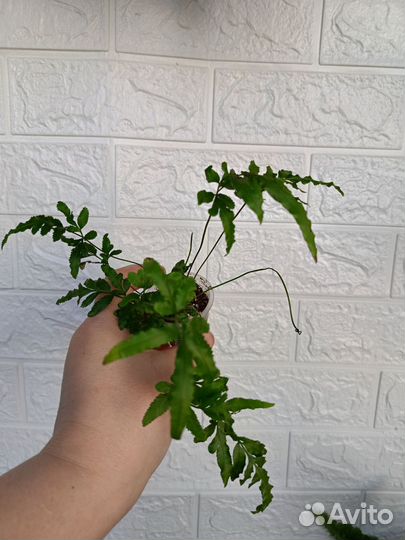 Птерисы 2 вида