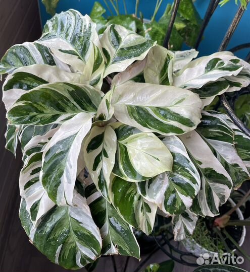 Калатея white fusion