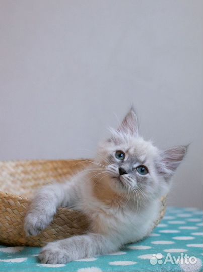 Котята Невские Маскарадные
