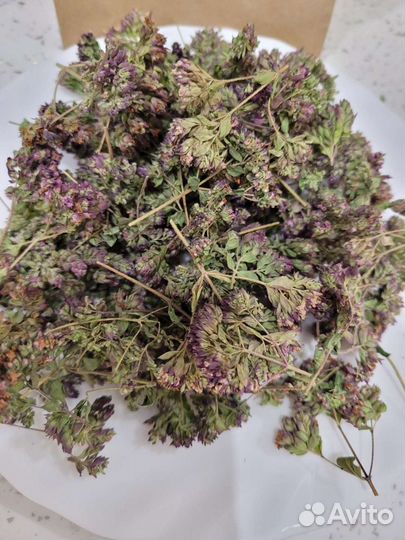 Душица обыкновенная