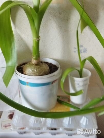 Индийский лук