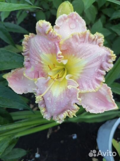 Лилейники сортовые