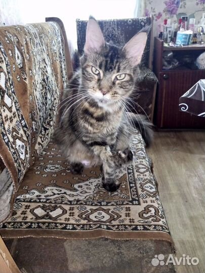 Котята мейкун