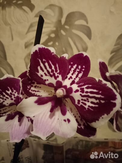 Орхидея фаленопсис