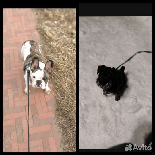 Выгул/передержка/няня собак