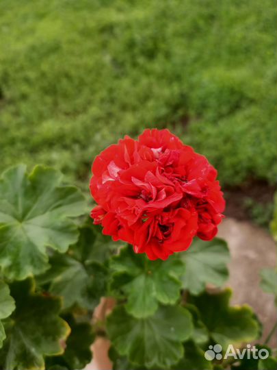 Пеларгония розебудная красная