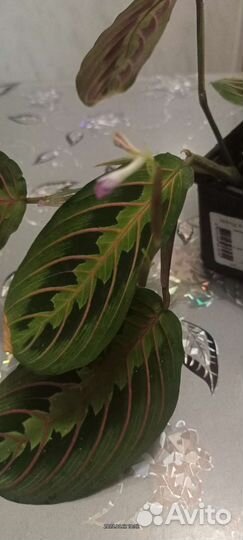 Маранта триколор