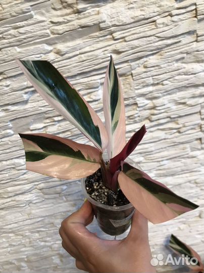 Строманта триколор