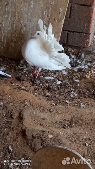 Голуби павлины