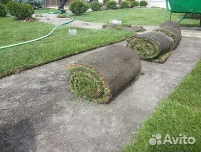 Рулонный газон с гарантией