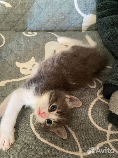 Котята бесплатно