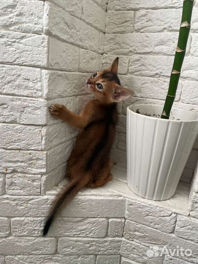 Абиссинская кошка
