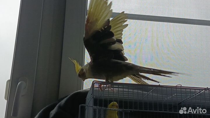 Попугай корелла мальчик