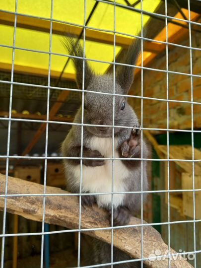 Белки черные кавказкие