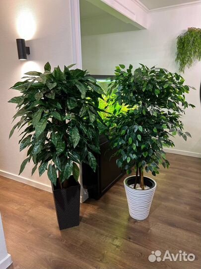 Озеленение вашего помещения под ключ