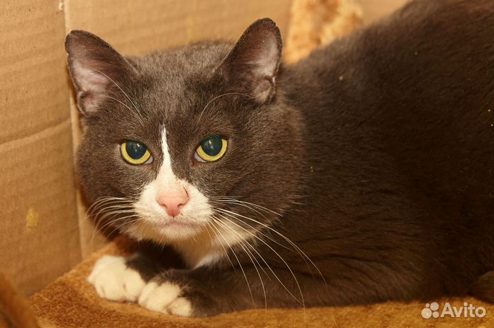 Кот Котофей