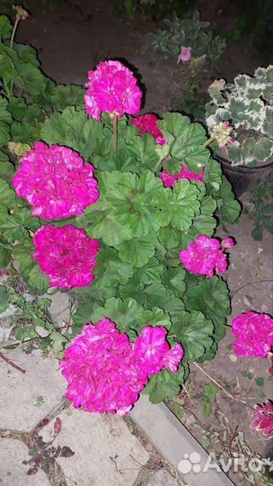 Пеларгония герань