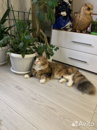 Кошки мейн-кун