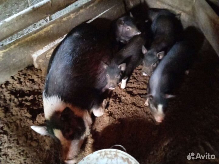 Вьетнамск вислобрюхий поросенок