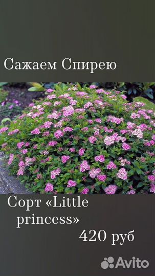 Цветущие кустарники Спирея, саженцы
