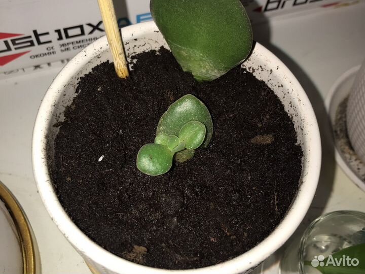 Денежное дерево