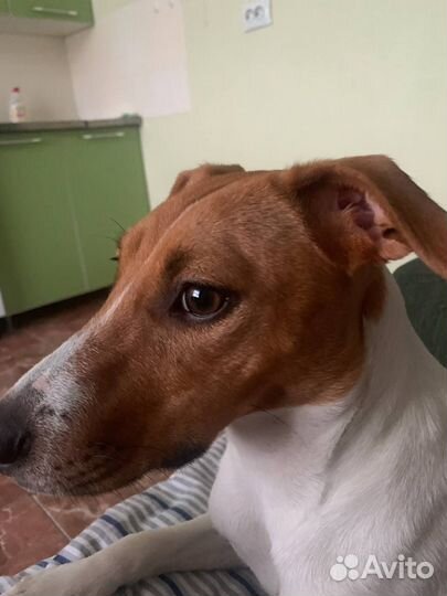 Джек Рассел терьер бесплатно (парсон )