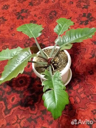 Филодендрон карамель Плуто