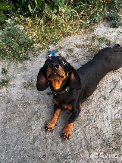 Вязка карликовой таксы