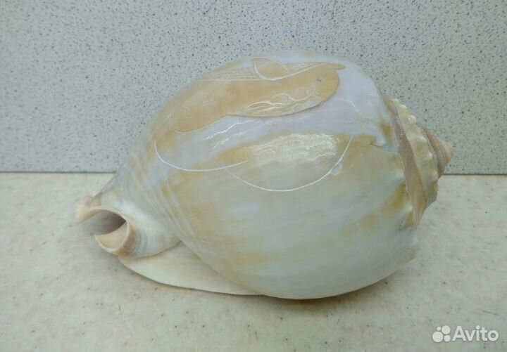 Фалиум с дельфином 11,4 морская ракушка раковина