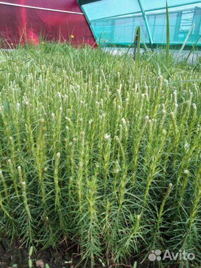 Сеянцы ели зкс от производителя