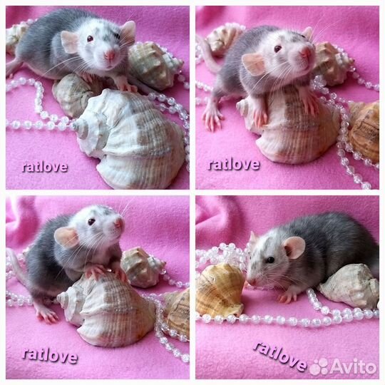 Крысята дамбо редких окрасов и маркировок