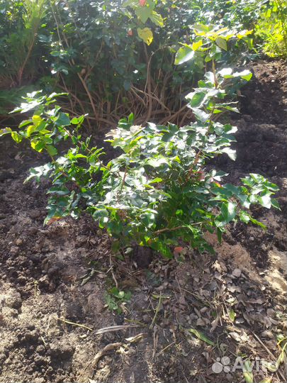 Магония падуболистная