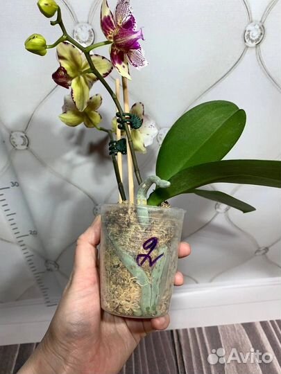 Цветущие бабочка Madonna орхидеи