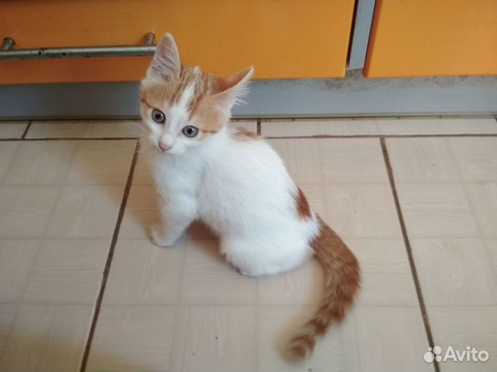 Котята ищут себе семью